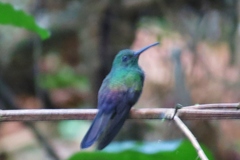 Chalybura urochrysia