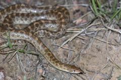 Arizona elegans elegans
