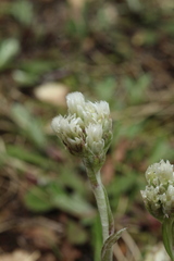 Antennaria howellii