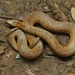 Orangebelly Swamp Snake - Photo (c) Eric van den Berghe, some rights reserved (CC BY-NC), uploaded by Eric van den Berghe
