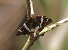 Castniidae