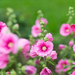 Hollyhock - Photo (c) peaceful-jp-scenery, some rights reserved (CC BY-NC-ND)