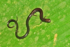 Oedipina quadra