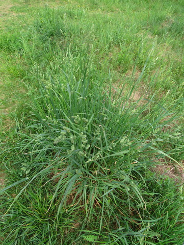 Paprastoji šunažolė