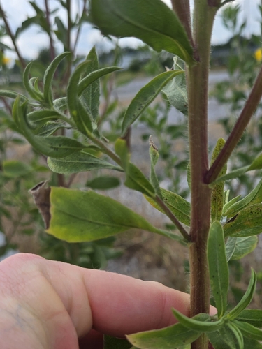 Image of Lemonyellow False Goldenaster (Heterotheca camporum) by (c) respecttheknob, some rights reserved (CC BY)