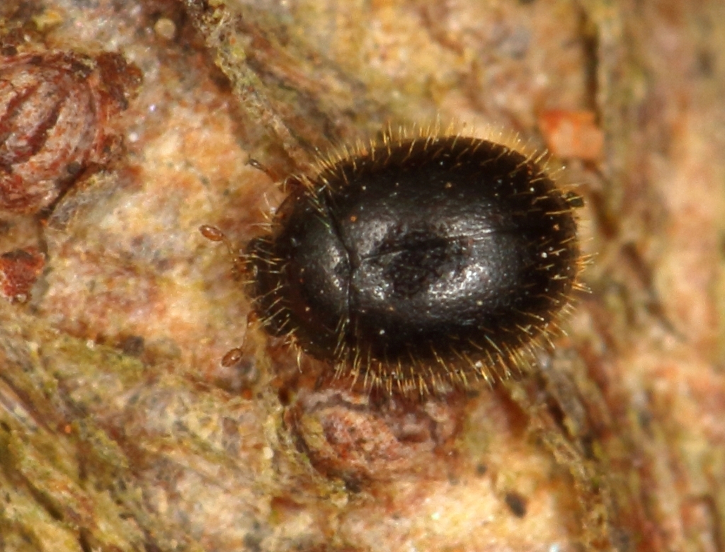 Microfreudea cyclica