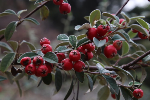 Cotoneaster coriaceus