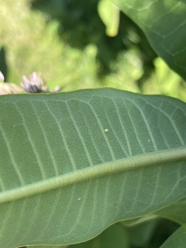 Monarch photographed in Massachusetts