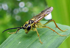 Tenthredo verticalis