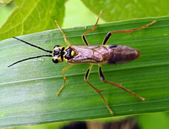 Tenthredo verticalis