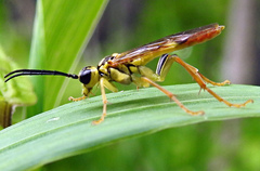 Tenthredo verticalis