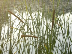 Typha domingensis