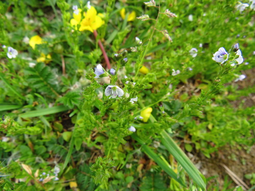 Čiobralapė veronika