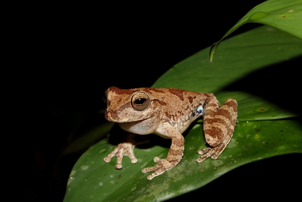 Panama Cross-Banded Treefrog