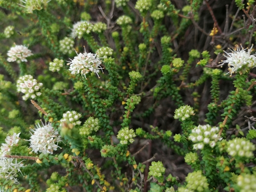 Image of Agathosma apiculata by (c) Martjie Fia Fourie, some rights reserved (CC BY)
