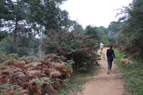 Cotoneaster coriaceus