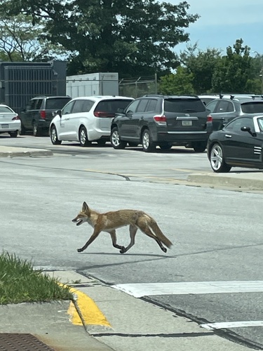 Red Fox photographed in Iowa