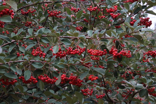 Cotoneaster coriaceus