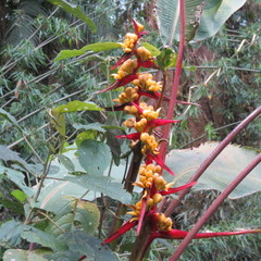 Heliconia latispatha