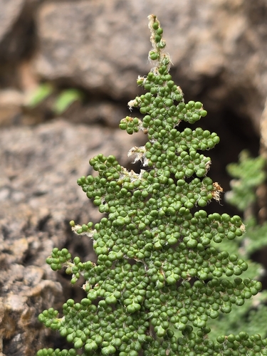 Image of Myriopteris yavapensis by no rights reserved