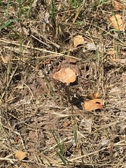 Euphydryas chalcedona chalcedona