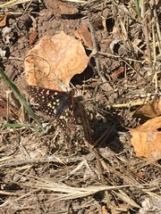 Euphydryas chalcedona chalcedona