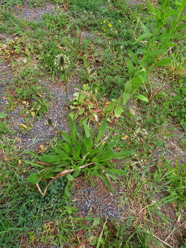 Siauralapis gyslotis