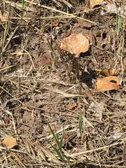 Euphydryas chalcedona chalcedona