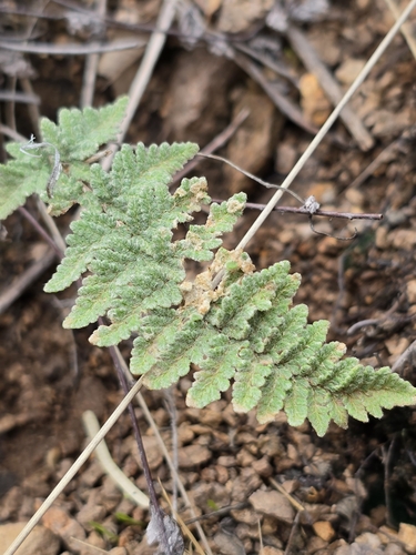 Image of Myriopteris rufa by no rights reserved