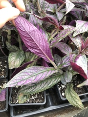 Strobilanthes auriculata dyeriana