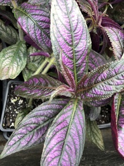Strobilanthes auriculata dyeriana