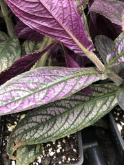 Strobilanthes auriculata dyeriana