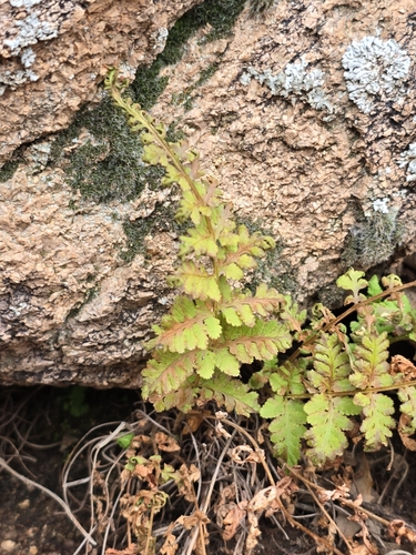 Image of Woodsia neomexicana by no rights reserved