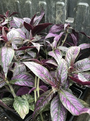 Strobilanthes auriculata dyeriana