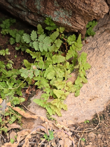 Image of Woodsia neomexicana by no rights reserved
