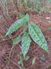 Passifloraceae
