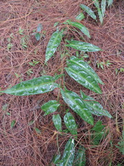 Passifloraceae