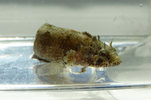 Banded blenny (Paraclinus fasciatus) — Labrisomidae