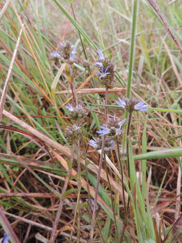 Wahlenbergia capitata image