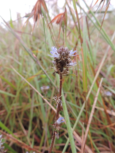 Wahlenbergia capitata image