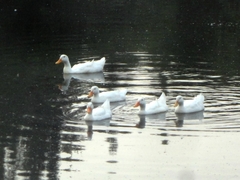 Anas platyrhynchos domesticus