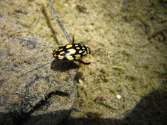 Thermonectus marmoratus
