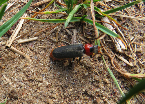 Paprastasis minkštavabalis