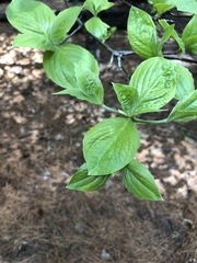 Cornus nuttallii