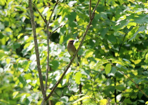 Cedar Waxwing photographed in New Hampshire