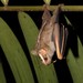 Great Stripe-faced Bat - Photo (c) Thomas Hiller (he/him), some rights reserved (CC BY-NC), uploaded by Thomas Hiller (he/him)