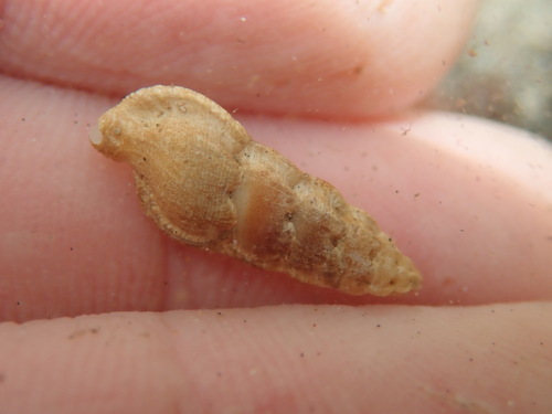 Aspella observed 2024-06-07