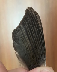 Sylvia atricapilla atricapilla
