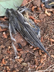 Sylvia atricapilla atricapilla