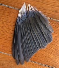 Sylvia atricapilla atricapilla